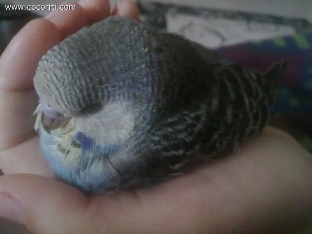 coccole